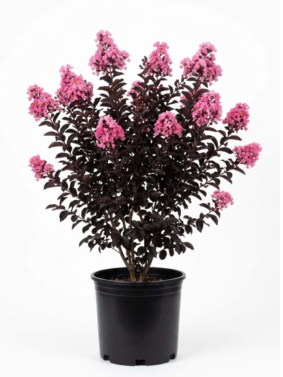 #15 Part Pink Basham Crape Myrtle