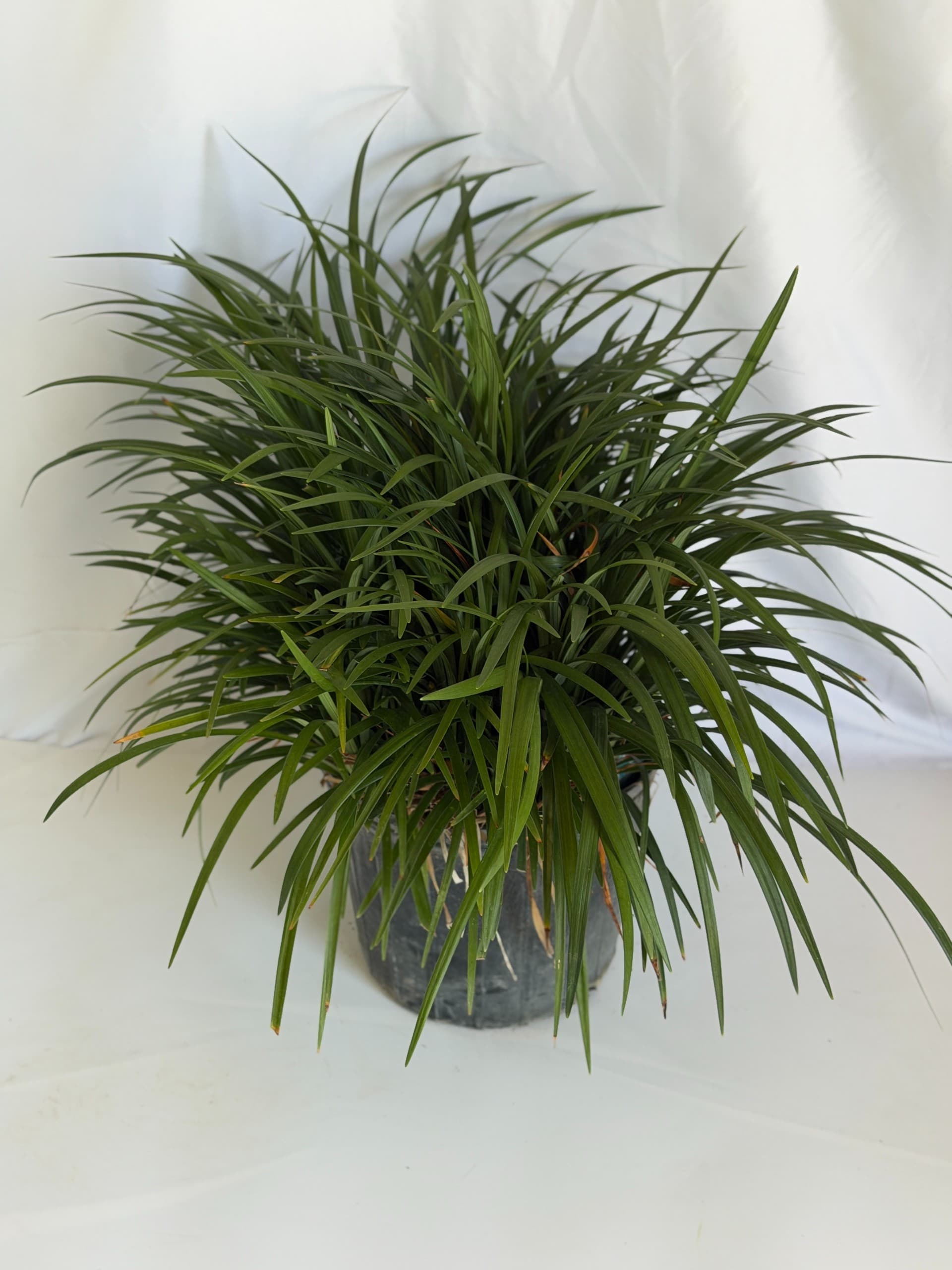 Liriope
