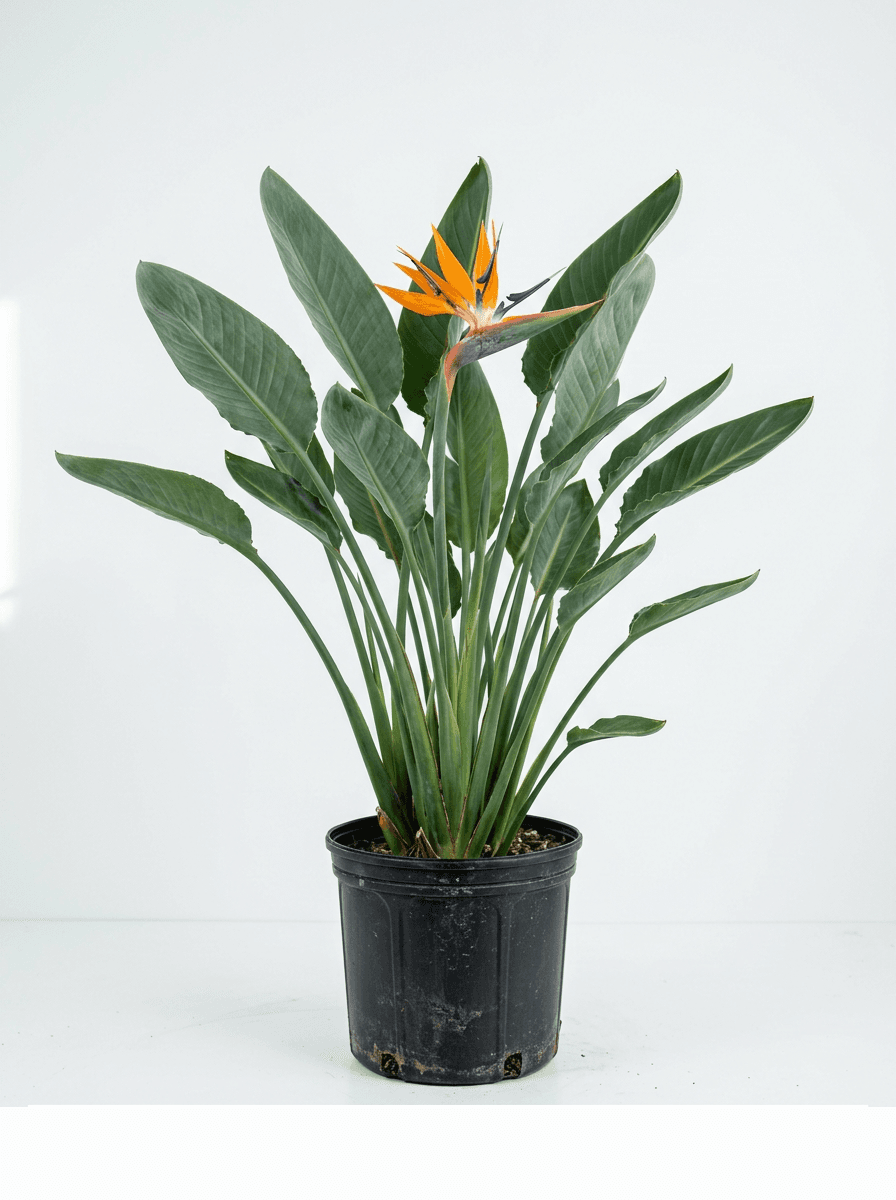 Bird Of Paradise #3