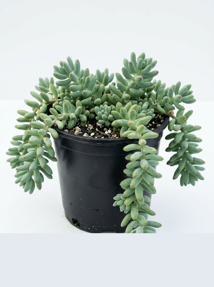 Stonecrop- Sedum #1