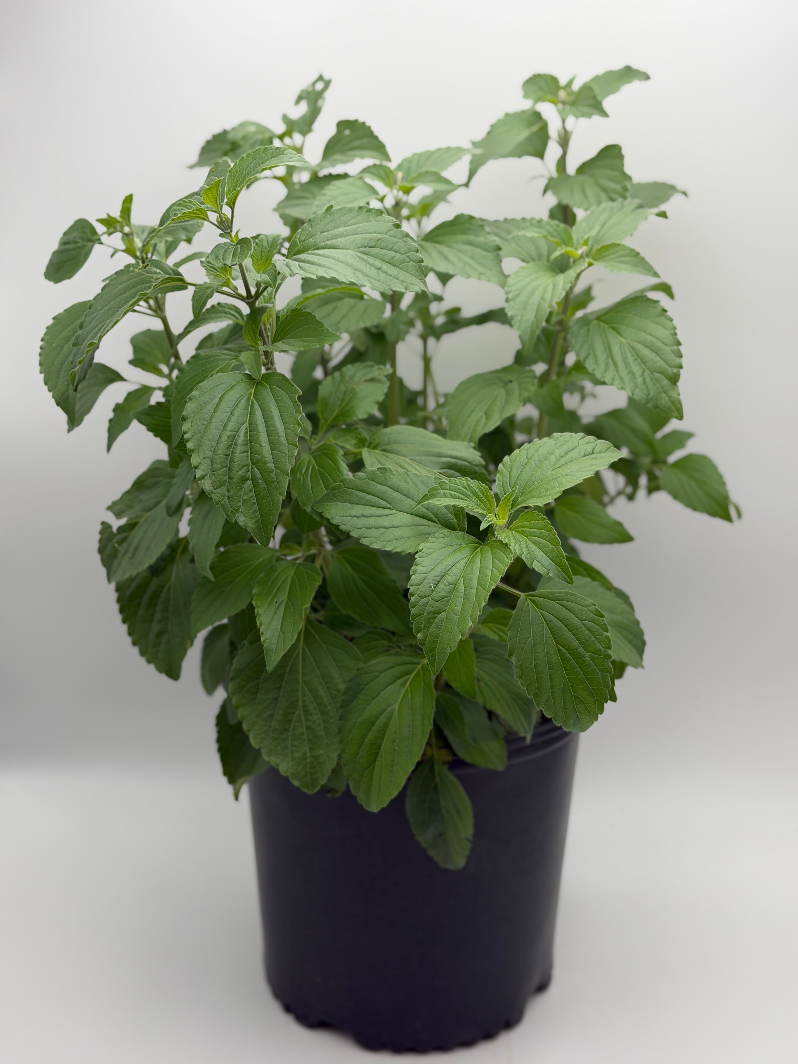 Salvia #1